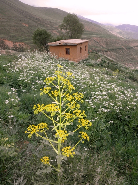 Ali   Saeidi   NeghabekoohestaN, Damavand (دماوند)