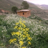 Ali   Saeidi   NeghabekoohestaN, Damavand (دماوند)