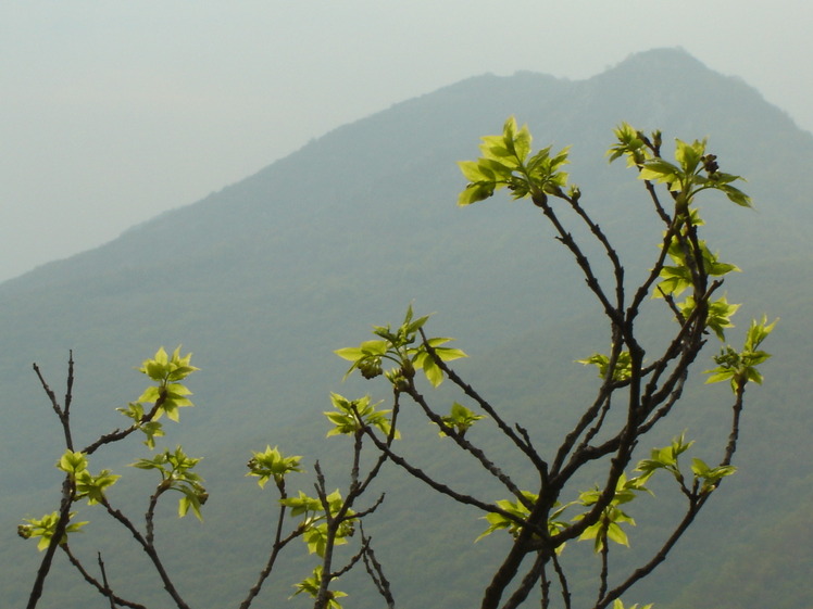 In Bloom ..., Trem - Suva planina