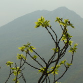 In Bloom ..., Trem - Suva planina