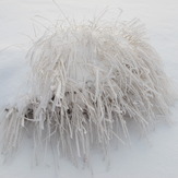 Ice Tree, Eynali