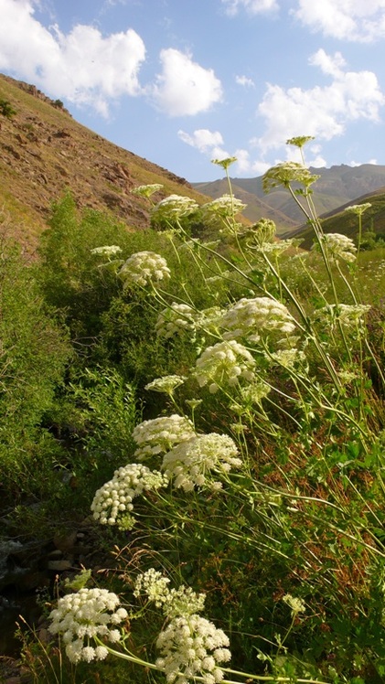 Ali   Saeidi   NeghabeKoohestaN, آزاد کوه‎‎